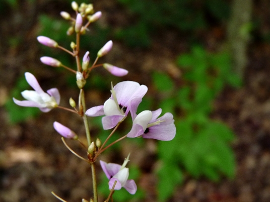 {Desmodium nudiflorum}